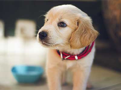 Cachorros en Cuarentena