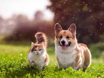 Ola de calor: cómo cuidar a perros y gatos