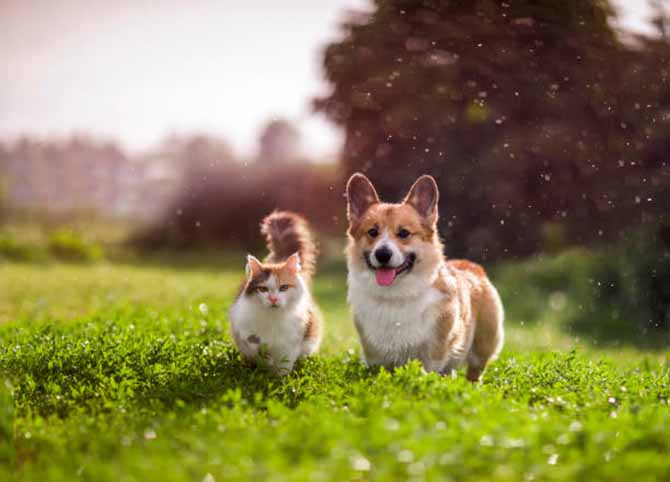 Ola de calor: cómo cuidar a perros y gatos