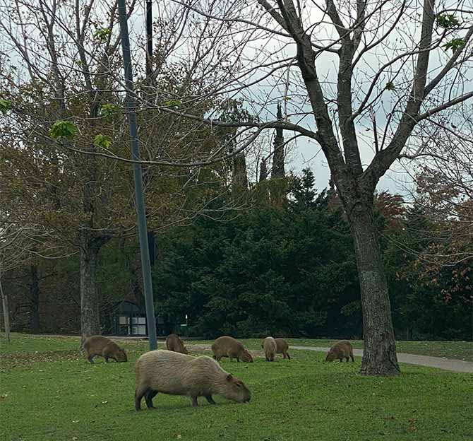 Accidentes con Carpinchos en Nordelta
