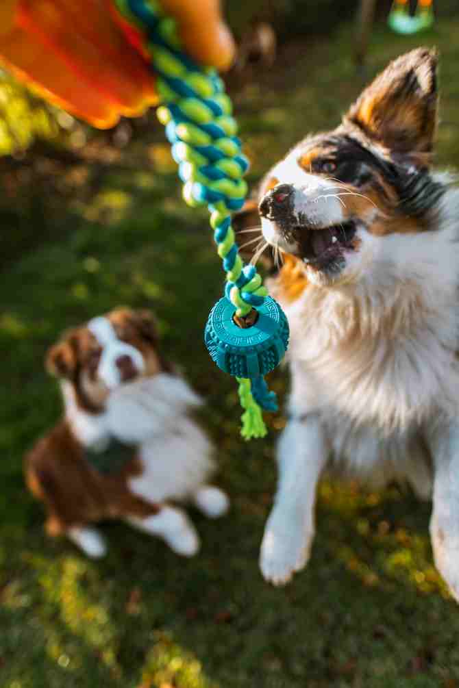 Consejos para cuidar a tus mascotas del frío