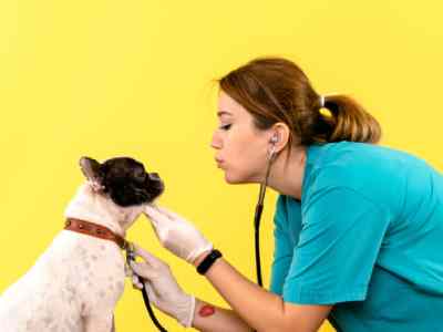 Día del Veterinario