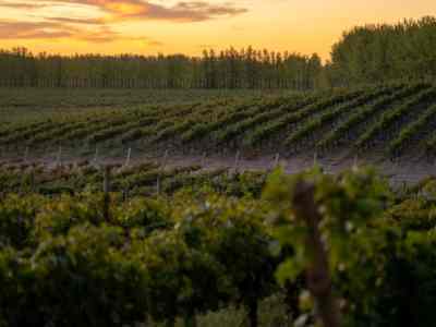 Vino Pinot Noir