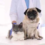 La importancia de prevenir la rabia en tus mascotas