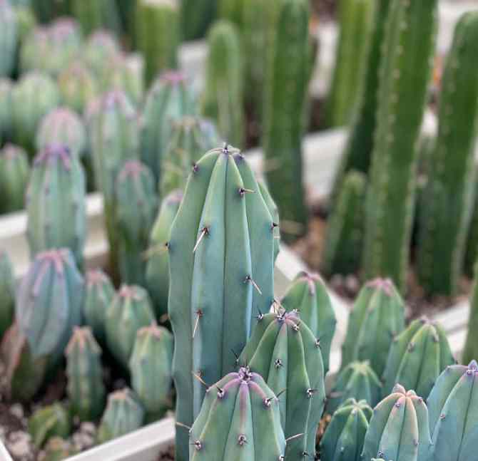 Curso de cactus y suculentas saludables Cesar Cabero