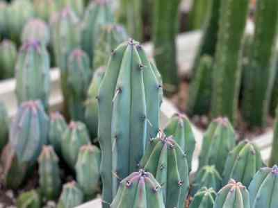 Curso de cactus y suculentas saludables