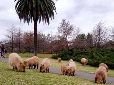 Convivencia entre mascotas y fauna en Nordelta