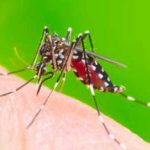 Medidas Preventivas para Combatir el Dengue