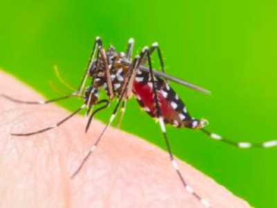 Medidas Preventivas para Combatir el Dengue