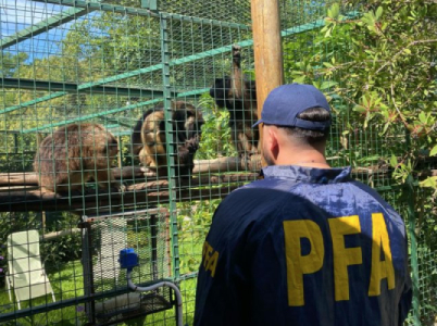 Rescatan monos de un criadero ilegal en Benavídez