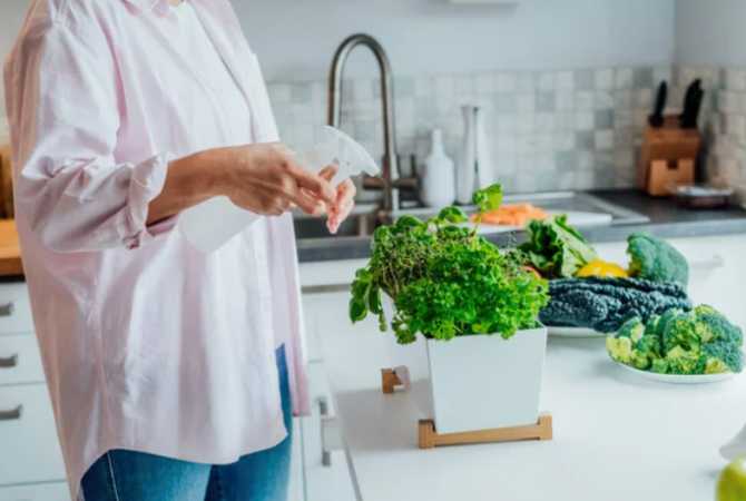 hierbas para tener en tu cocina