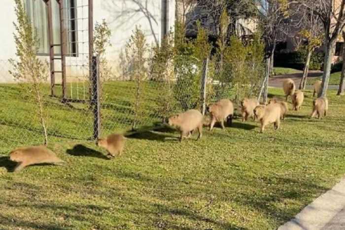 carpinchos bebes en nordelta