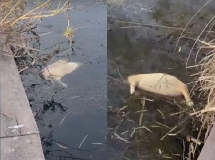 Vuelve la polémica por los carpinchos en Nordelta