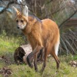 Un nuevo integrante en Temaikén: El Aguará Guazú