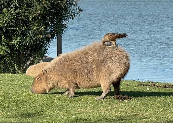 Protocolo para carpinchos heridos en Nordelta