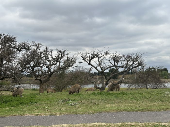 Los carpinchos como el emblema de la naturaleza de Nordelta
