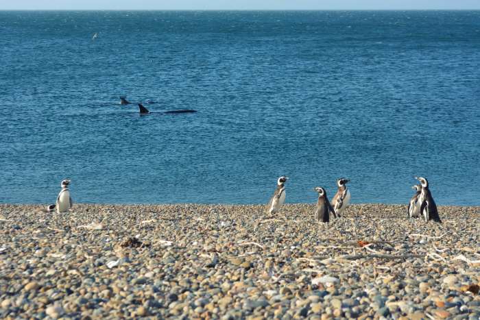 El Pedral recibe al primer pingüino de Magallanes de la temporada
