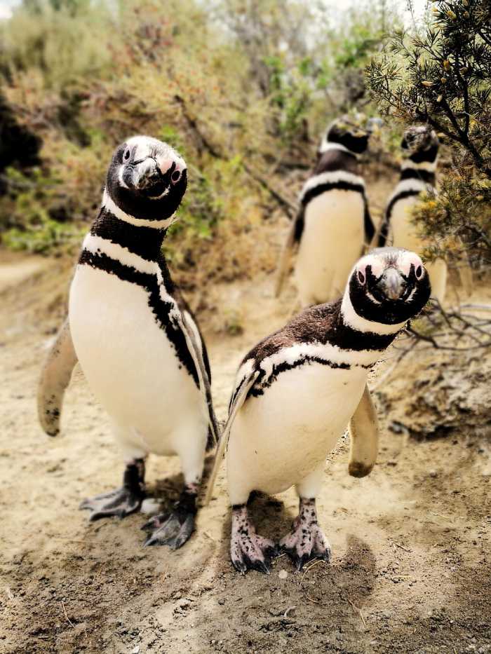 El Pedral recibe al primer pingüino de Magallanes de la temporada