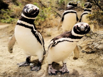 El Pedral recibe al primer pingüino de Magallanes de la temporada