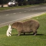 ¿Carpincho y conejo? La insólita amistad que enternece a Nordelta