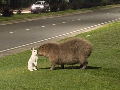 ¿Carpincho y conejo? La insólita amistad que enternece a Nordelta