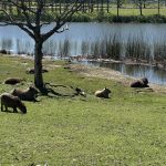 Un corredor biológico para los carpinchos en Nordelta