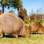 Primavera: cuidados con los carpinchos durante la época de reproducción