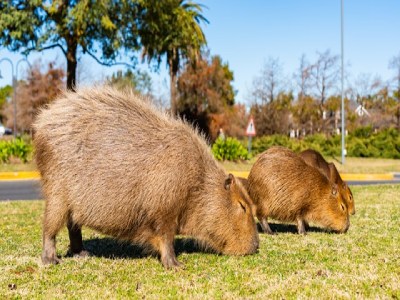 Primavera: cuidados con los carpinchos durante la época de reproducción