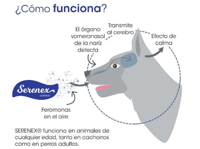 Verano, fiestas y fuegos artificiales: cómo cuidar a nuestras mascotas