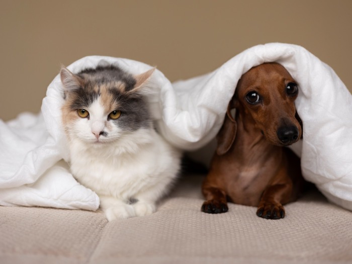 Verano, fiestas y fuegos artificiales: cómo cuidar a nuestras mascotas