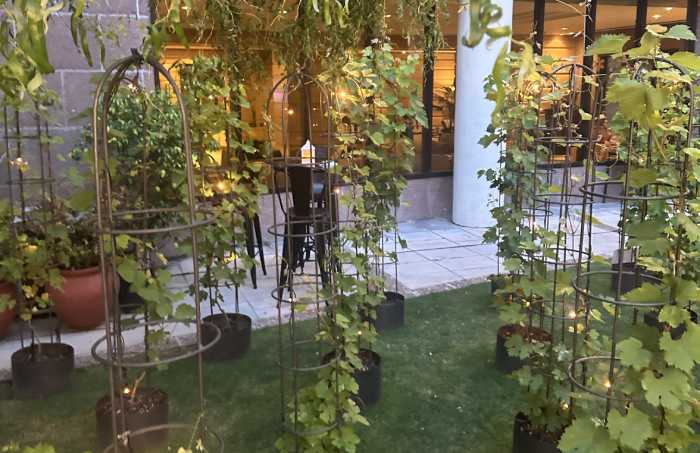 Año Nuevo entre viñas en plena ciudad