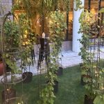 Año Nuevo entre viñas en plena ciudad