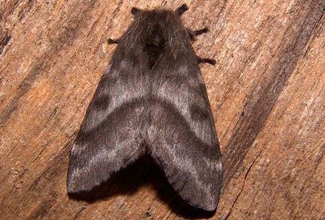 Invasión de polillas negras en Tigre: por qué aparecen y qué hacer ante reacciones alérgicas