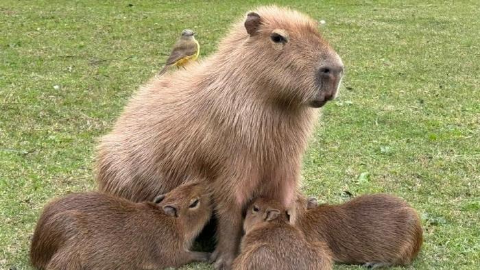 Trasladaron a una familia de carpinchos en Nordelta: qué se sabe del operativo y por qué se realizó