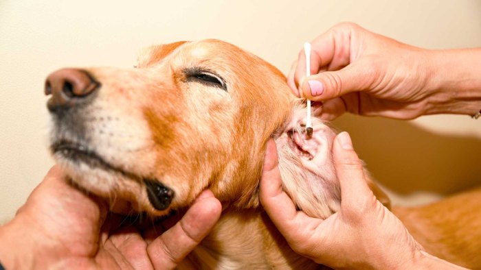 Otitis en mascotas: un problema frecuente del verano y cómo prevenirlo