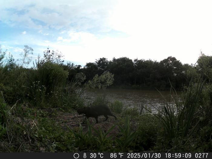 Según la Asociación Vecinal Nordelta, los carpinchos trasladados “se adaptaron” al Delta