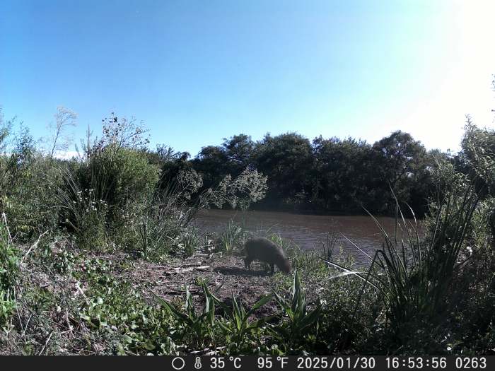 Según la Asociación Vecinal Nordelta, los carpinchos trasladados “se adaptaron” al Delta