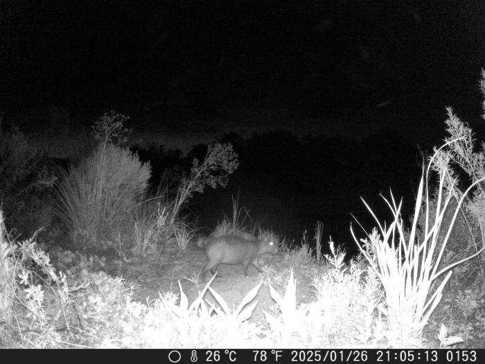 Según la Asociación Vecinal Nordelta, los carpinchos trasladados “se adaptaron” al Delta