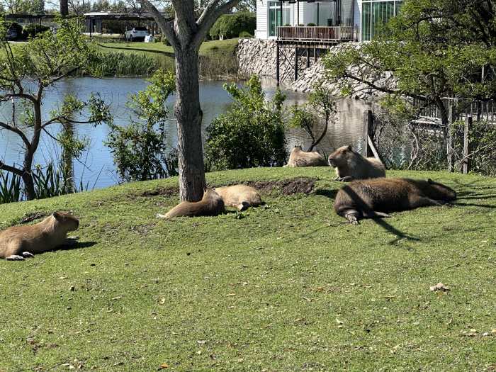 Qué hacer si aparece un carpincho en tu jardín: guía práctica para convivir con la fauna de Nordelta