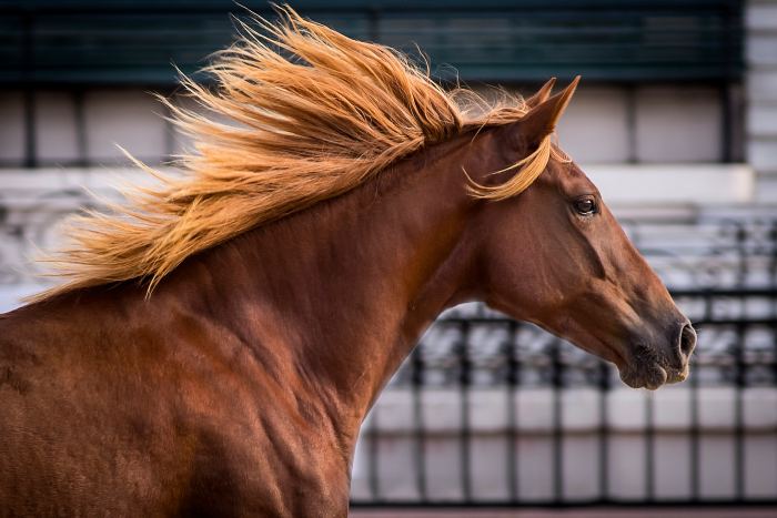 El campo llega a la ciudad: vuelve “Nuestros Caballos” a La Rural