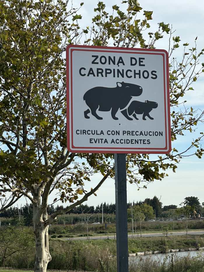 Carpinchos en Nordelta: huevos carteles de prevención