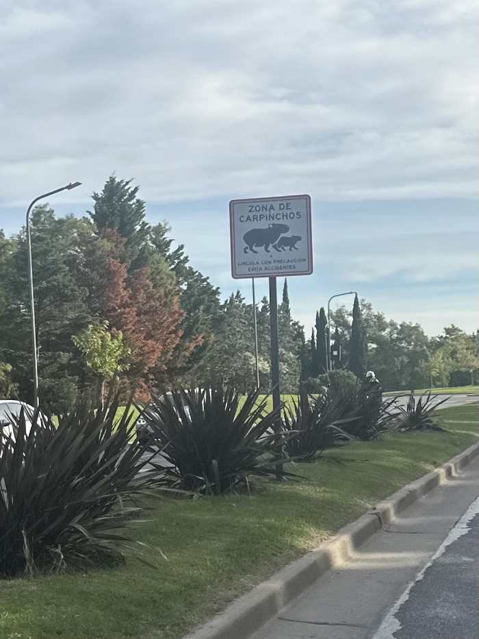 Carpinchos en Nordelta: huevos carteles de prevención