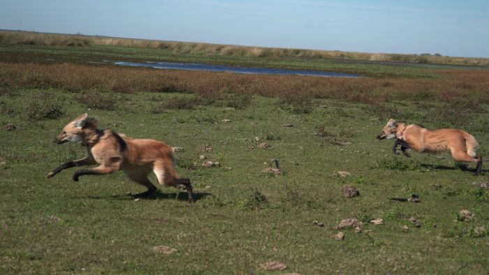 Kuarahy y Jasy volvieron a casa: la emocionante historia de los dos aguará guazú que regresaron a la naturaleza
